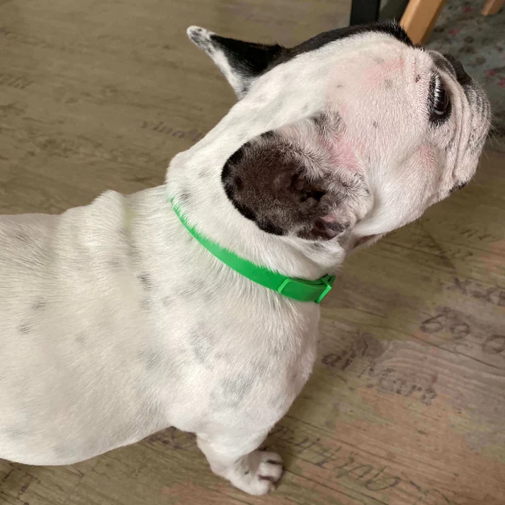 Tick Collar for Dogs